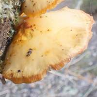 Cap of Flammulina elatica
