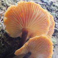 Gills and stem of Flammulina elastica