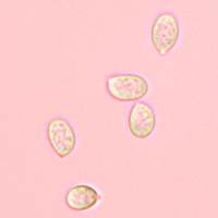 Spores of <em>Flammulina velutipes</em>