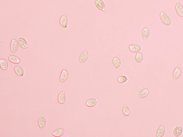 Spores of Flammulina velutipes