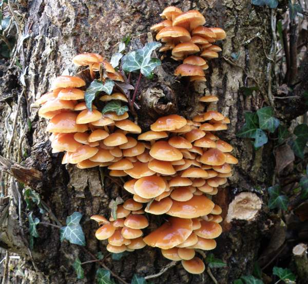 Flammulina velutipes - Velvet Shank