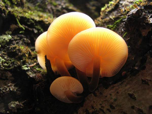 Velvet Shank, Nigel Kent