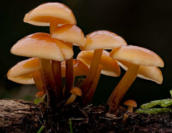 Flammulina velutipes - Velvet Shank, young fruitbodies
