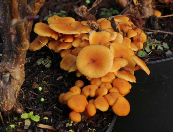 Side view of Flammulina velutipes, Velvet Shank, in a plant pot