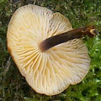 Gills and stem of Flammulina velutipes - Velvet Shank