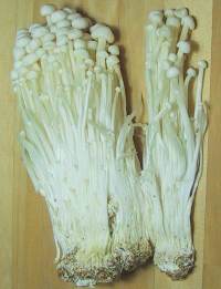 Cultivated Enokitake mushrooms