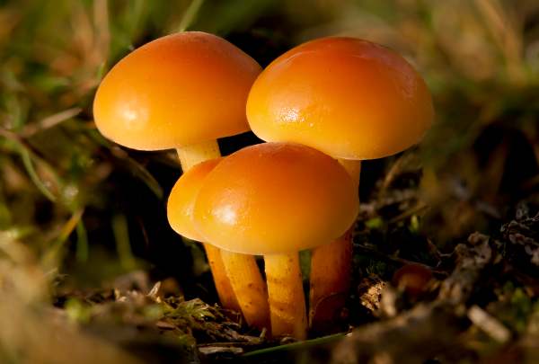 Flammulina velutipes - Velvet Shank, young fruitbodies