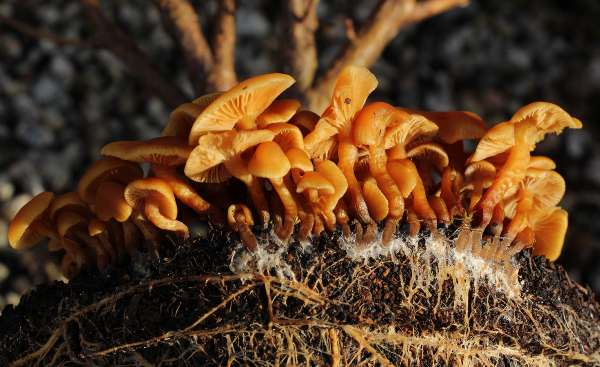 Flammulina velutipes in a flowerpot with Ribes