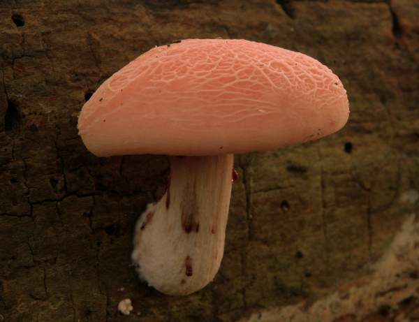 Rhodotus palmatus, Wrinkled Peach - mature fruitbody; picture copyright Ian Rowing