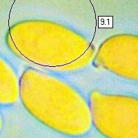 Spores of the Branched Oyster mushroom