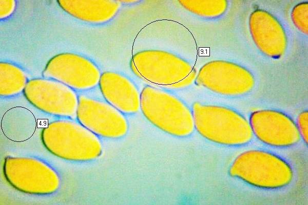 Spores of Pleurotus cornucopiae