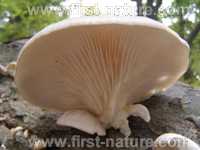 Cap of Pleurotus cornucopiae