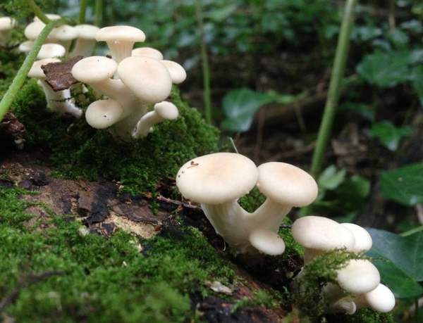 Pleurotus cornucopiae on an elm log