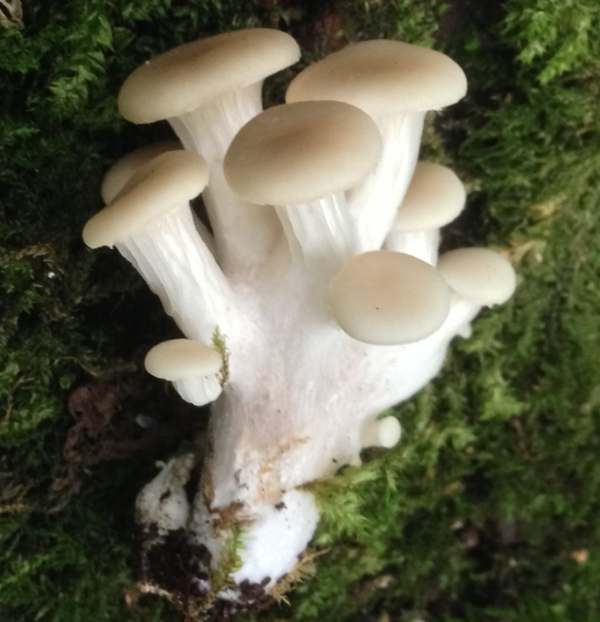 Pleurotus cornucopiae, southern England