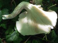 deeply decurrent gills and stem of Pleurotus cornucopiae