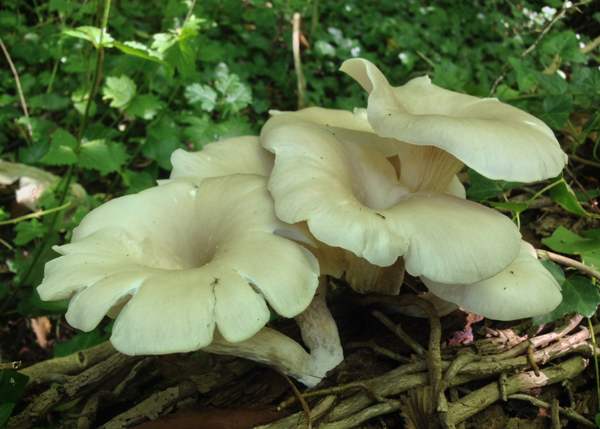 Mature Pleurotus cornucopiae, southern England