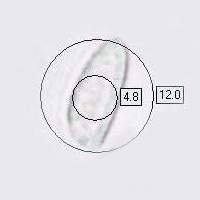 Spore of Pleurotus dryinus