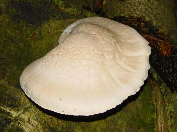 Pleurotus dryinus, Veiled Oyster, Surrey, England