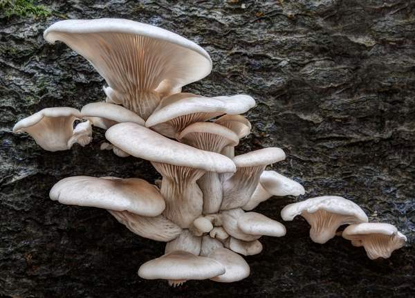 Pleurotus dryinus, picture by Rob Evans 