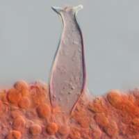 Cheilocystidia of Pluteus atromarginatus