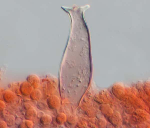 Cheilocystidia of Pluteus atromarginatus