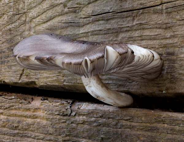 Pluteus atromarginatus - Blackedged Shield 