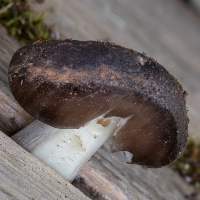 Cap of Pluteus atromarginatus