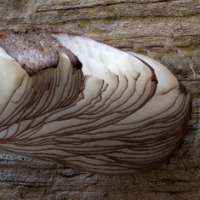 Gills of Pluteus atromarginatus