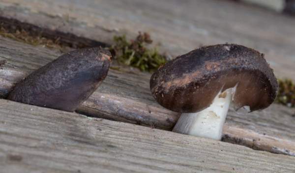 Blackedge Shield, Pluteus atromarginatus