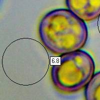 Spores of Pluteus aurantiorugosus