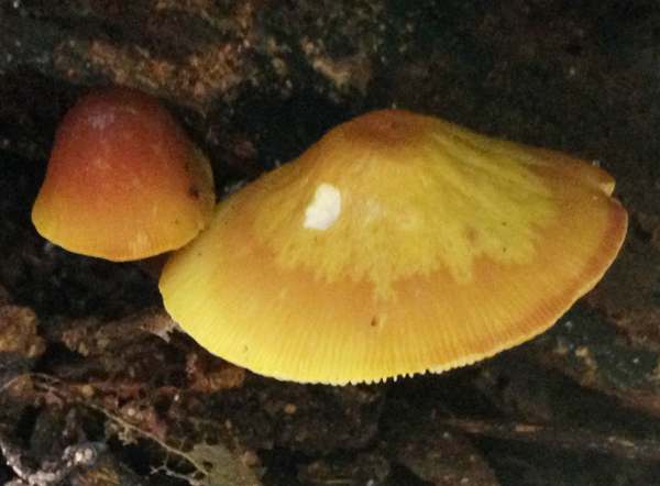 Pluteus aurantiorugosus, southern England