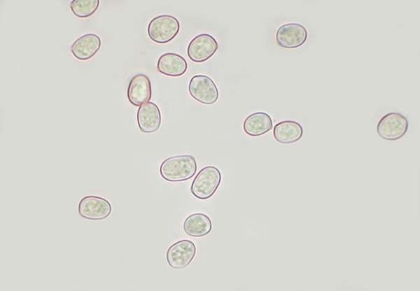 Spores of Pluteus cervinus