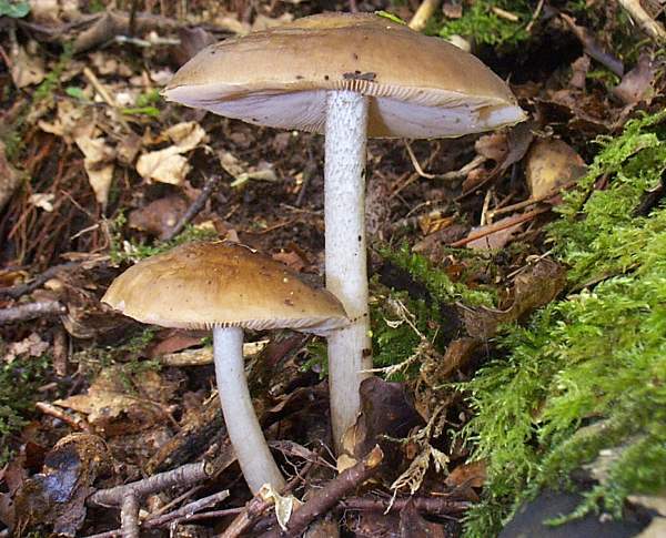 Pluteus cervinus - Deer Shield
