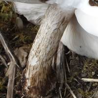 Stem of Pluteus cervinus