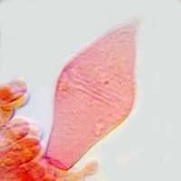 Pleurocystidium of Pluteus ephebeus