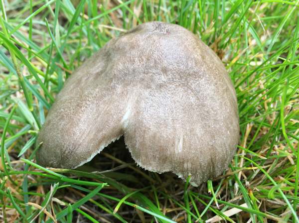 Pluteus ephebeus, Sooty Shield