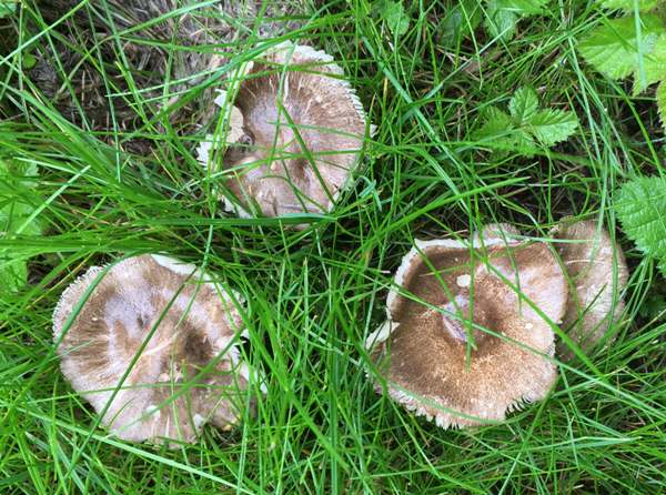 Pluteus ephebeus, Sooty Shield, southern England