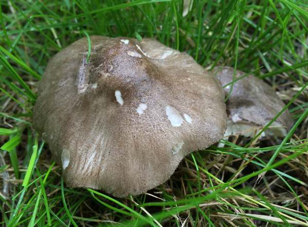 Pluteus ephebeus, Sooty Shield, picture by Simon Harding