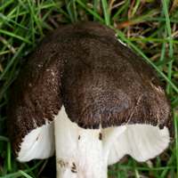 Cap of Pluteus ephebeus