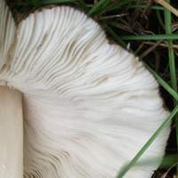 Gills of Pluteus ephebeus