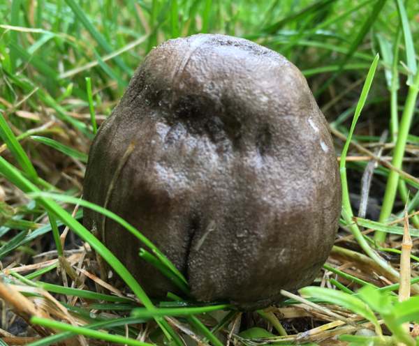 Sooty Shield, young fruitbody