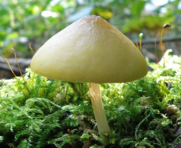 Pluteus leoninus - Lion Shield 