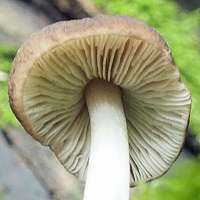 Gills of Pluteus phlebophorus, Wrinkled Shield 
