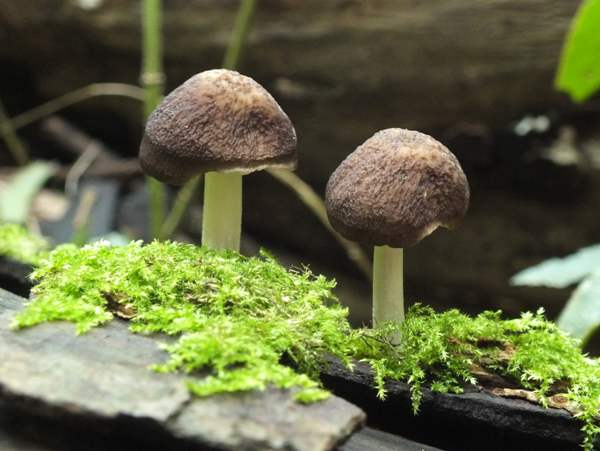 Pluteus phlebophorus, England