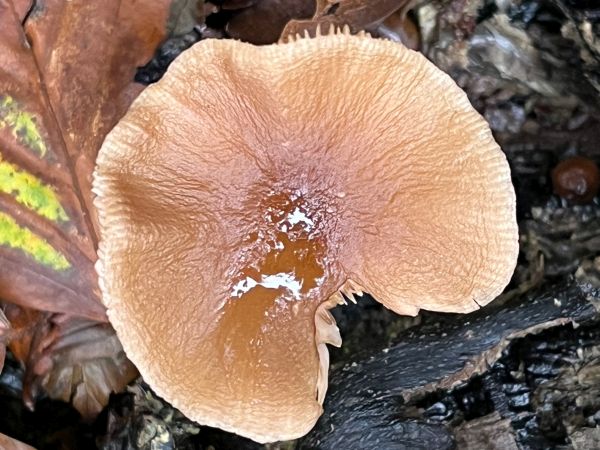 Pluteus phlebophorus, Isla, Scotland
