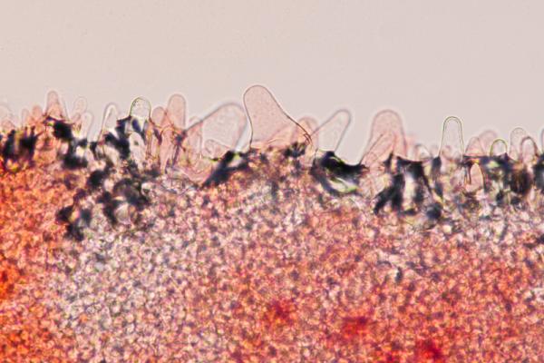 Cheilocystidia of Pluteus podospileus