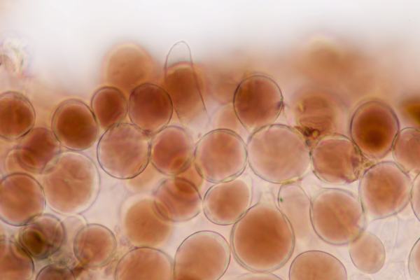 Pileipellis of Pluteus podospileus