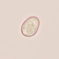 Spore of Pluteus podospileus