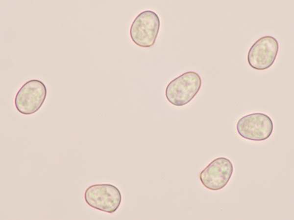 Spores of Pluteus podospileus