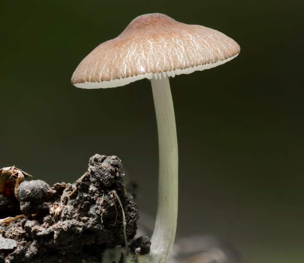 Pluteus podospileus